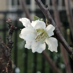 Meet your Posher, Shay